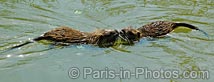 coypu in france