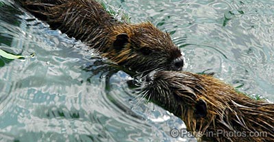 coypu bisou