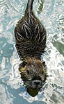 coypu