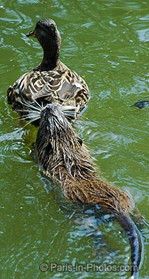 coypu, rodent chasing duck