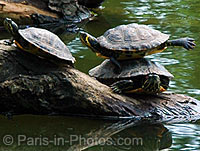terrapins in boulogne park