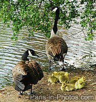 wildlife in paris