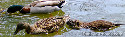 coypu, edmond de rothschild parc
