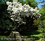 japanese garden