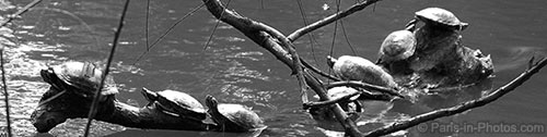 terrapins