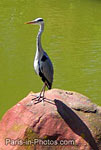 heron