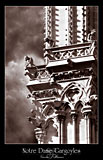 paris photos, notre dame gargoyles