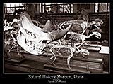 paris photography, paris natural history museum, skeletons