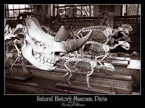Anatomy Museum, Paris, paris photos, photography, france, city, capital