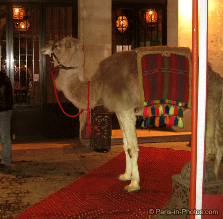 camel in paris, new years, 2010, january 1st