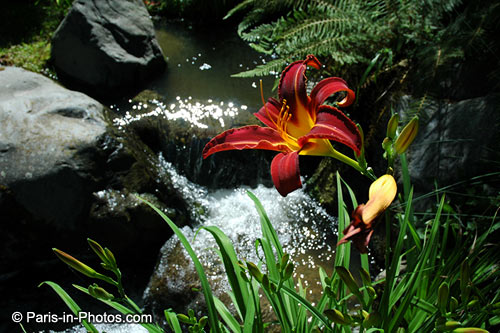 flowers, paris park flowers, paris park