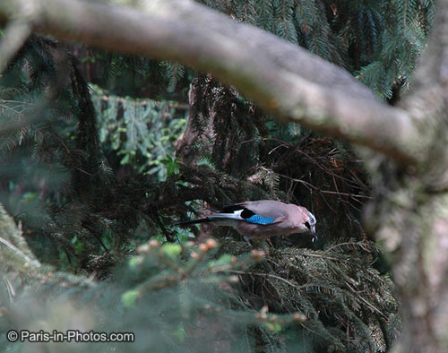 jay, bird jay bird